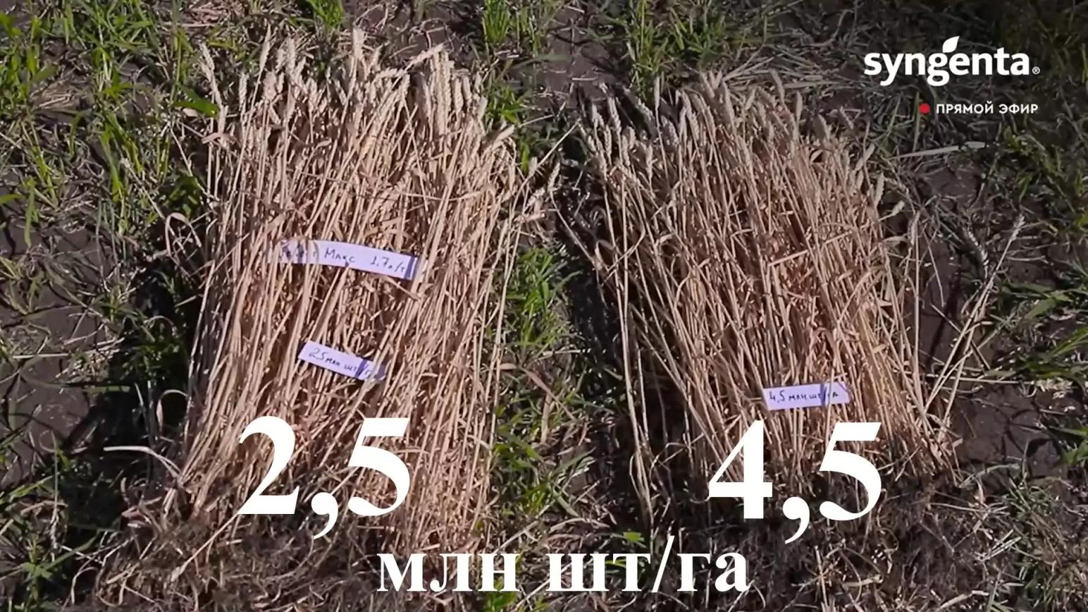 Норма высева озимой пшеницы (эксперимент)