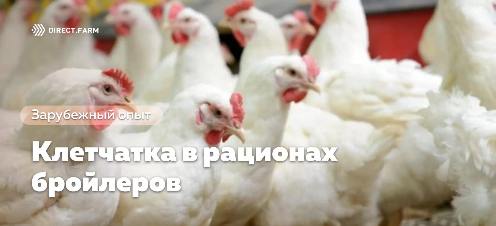 Клетчатка в рационах бройлеров