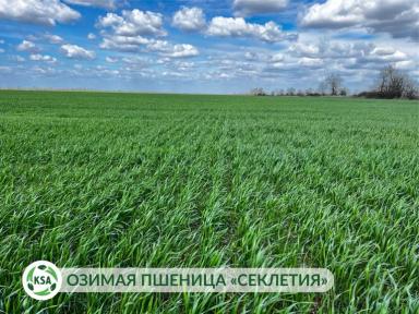 Развитие будущего урожая на полях "Крымского семенного Альянса"