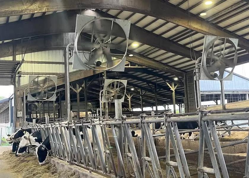 Как снизить затраты на вентиляцию коровника