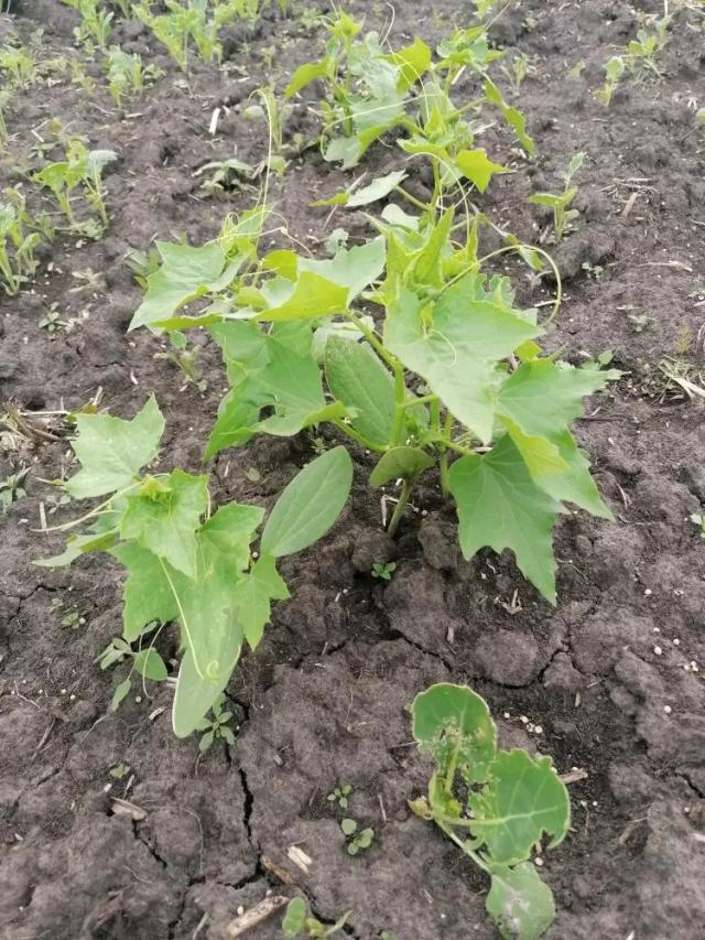 Агромониторинг