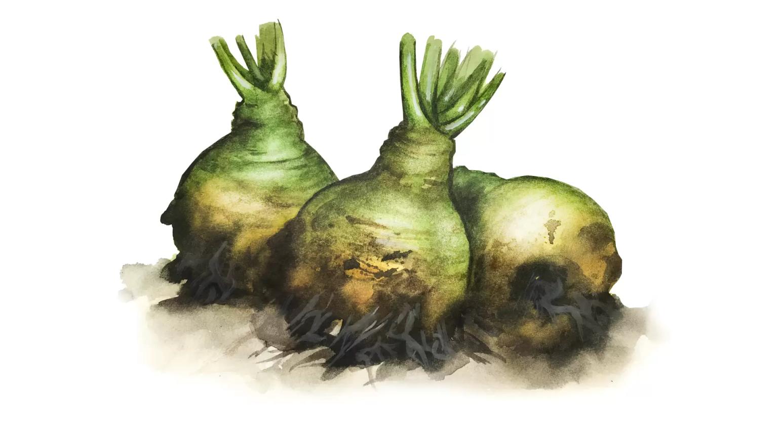 Брюква – корм