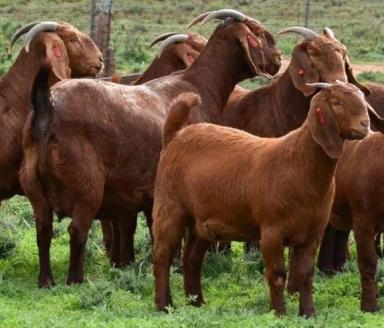 Калахарская красная порода коз