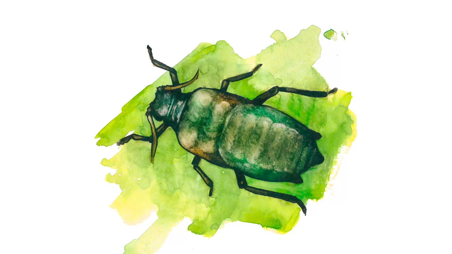 Кукурузная тля