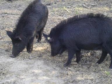 Восточно-балканская порода свиней