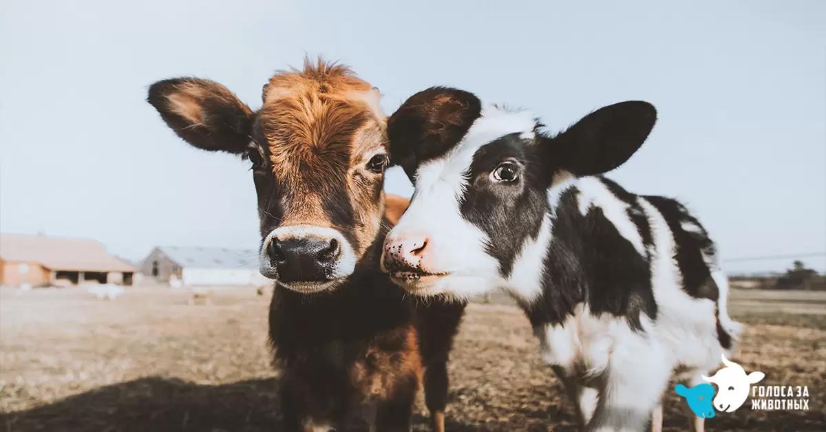 Благополучие и здоровье сельхозживотных впервые обсудят на ММВК-2025