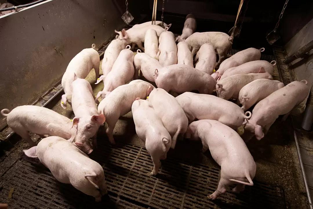 Уровень кальция в рационе свиней для поддержания здоровья кишечника