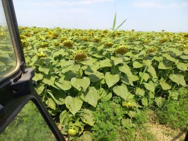 Куба гибрид подсолнечника