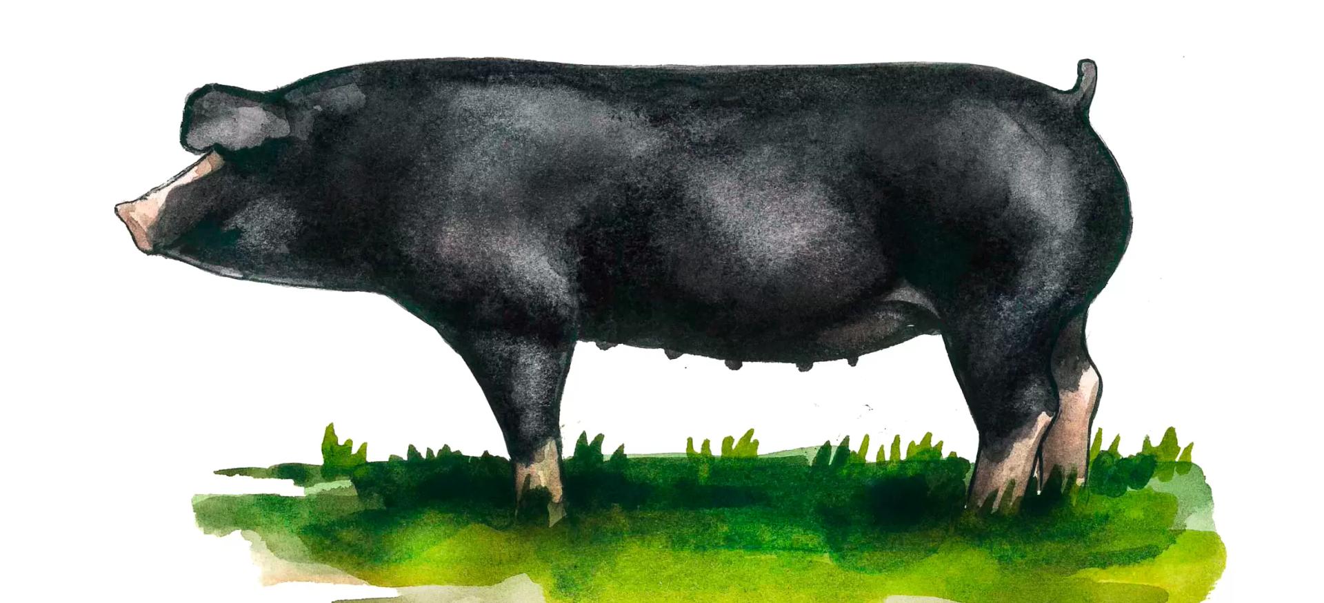 Польско-китайская порода свиней