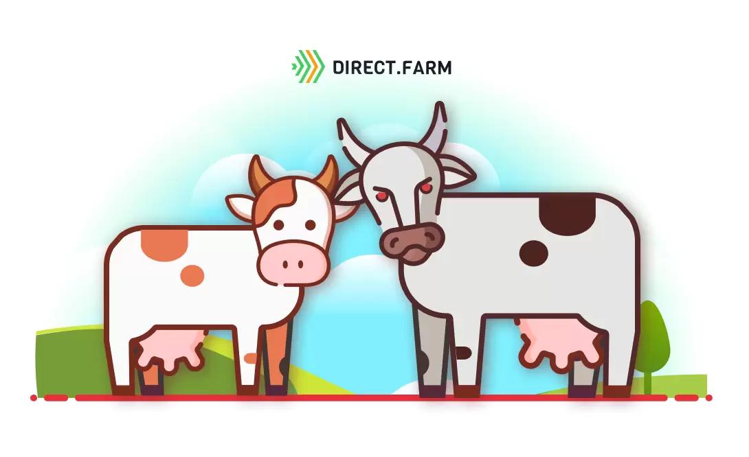 Система содержания агрессивных коров