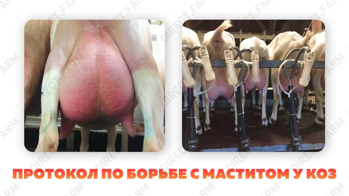 Протокол профилактики, диагностики и лечения маститов у коз