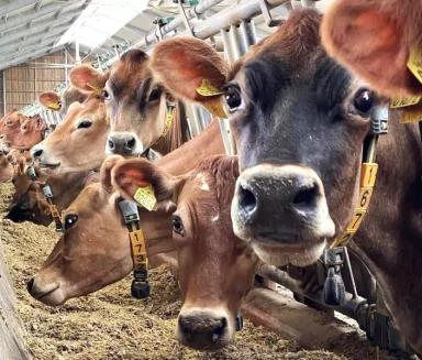 Услуги ветеринарного консультанта - технолога