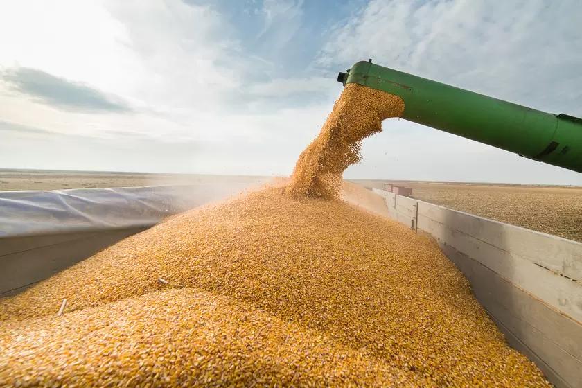 Пошлина на экспорт пшеницы из России с 24 августа снизится до 4 794,7 руб/т