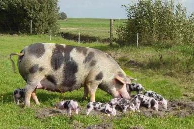 Донская порода свиней 