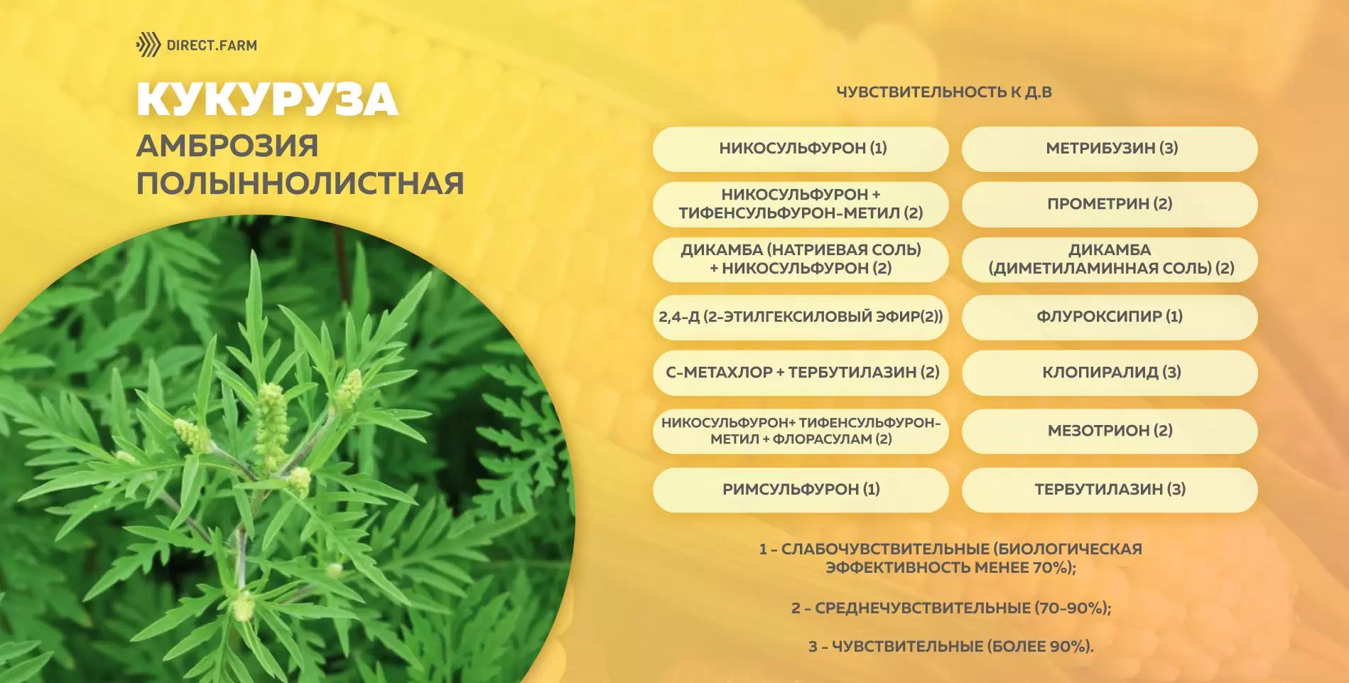 Шпаргалка чувствительности амброзии полыннолистной к д.в. гербицидов