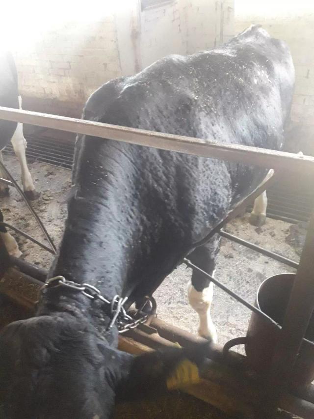 Чем лечили нодулярный дерматит?