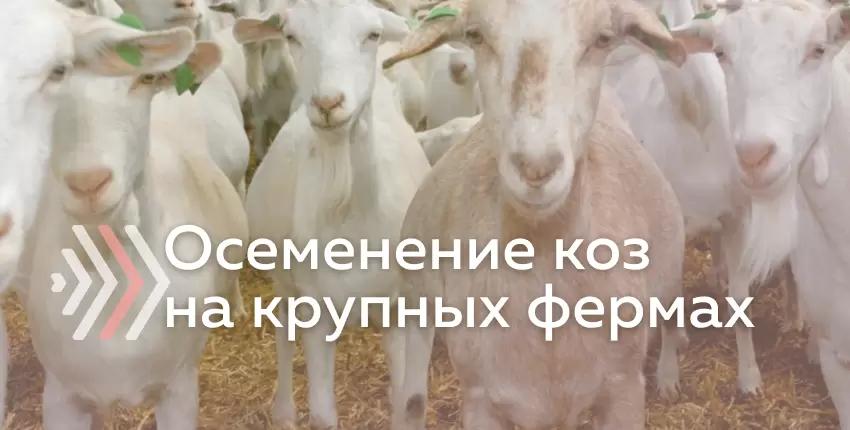 Осеменение коз на промышленных молочных фермах