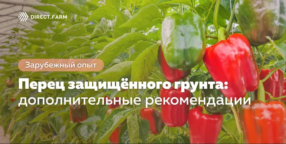 Перец защищенного грунта: дополнительные рекомендации