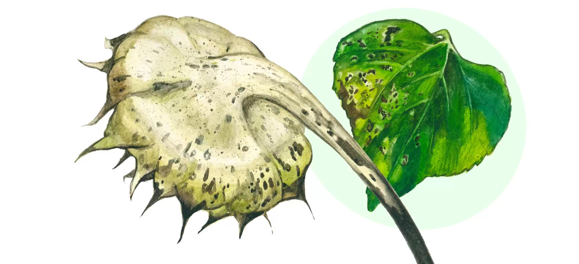 Альтернариоз подсолнечника