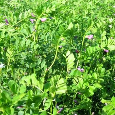 Вика яровая Приобская 25, среднеспелый сорт