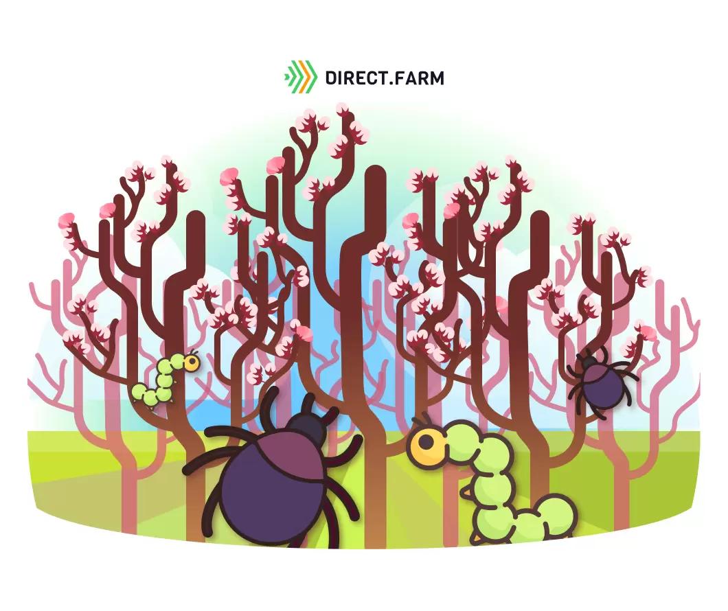 Защита черешни и вишни до цветения