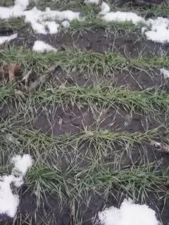 Ваше мнение как специалистов.