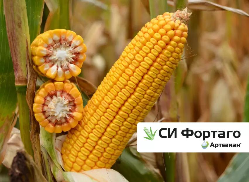 АРТЕЗИАН™: подберите свой идеальный гибрид кукурузы