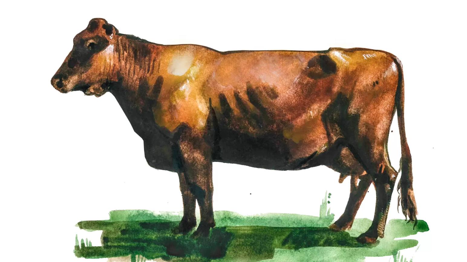 Бестужевская порода коров