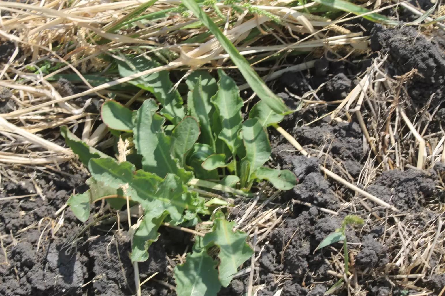 Оптимальная кислотность как статус здоровья почв