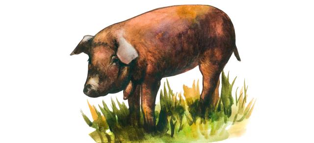 Красная сережчатая – порода свиней