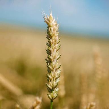 Пшеница мягкая озимая Бирюза