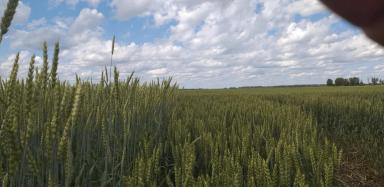 Эксперимент по влиянию предшественников на биологические свойства и урожайность яровой пшеницы "Ликомера".
