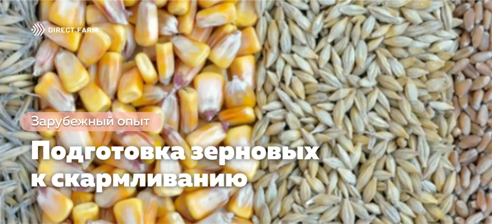 Как подготовка зерновых кормов к скармливанию повышает их питательную ценность