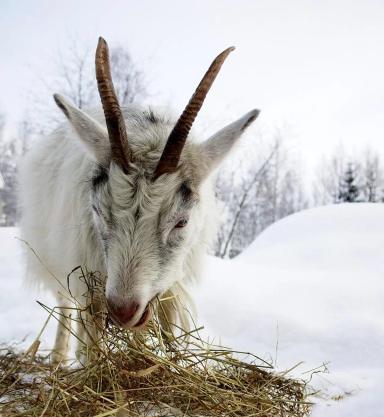 Финский ландрас - порода коз