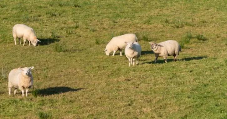 Защита овец от паратуберкулеза