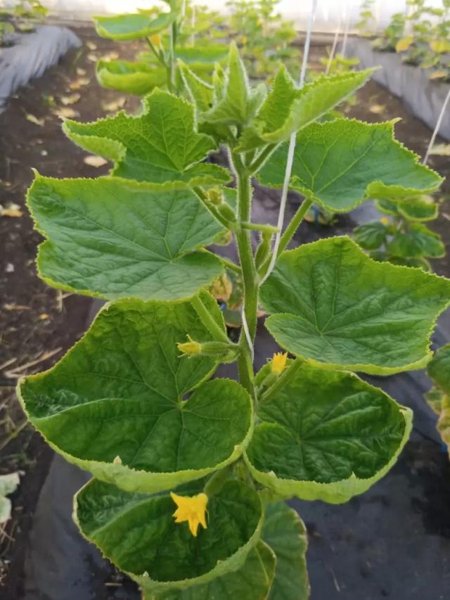 Листья лодочкой