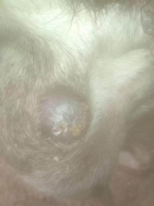 Вопросы из чатов: почему у козы появляются "шишки"?