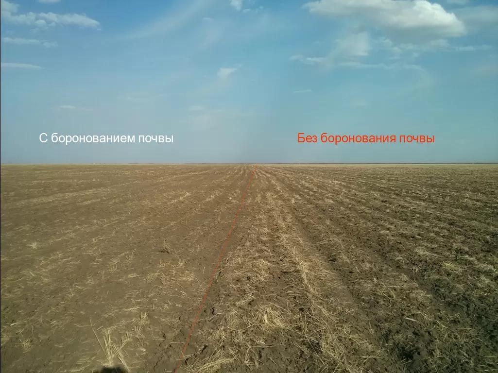 Эксперимент. Эффективность ранневесеннего боронования (закрытие влаги)