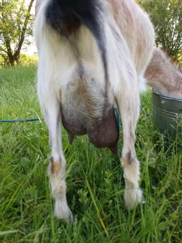 Вопросы из чатов: можно ли сделать такое вымя пропорциональным?