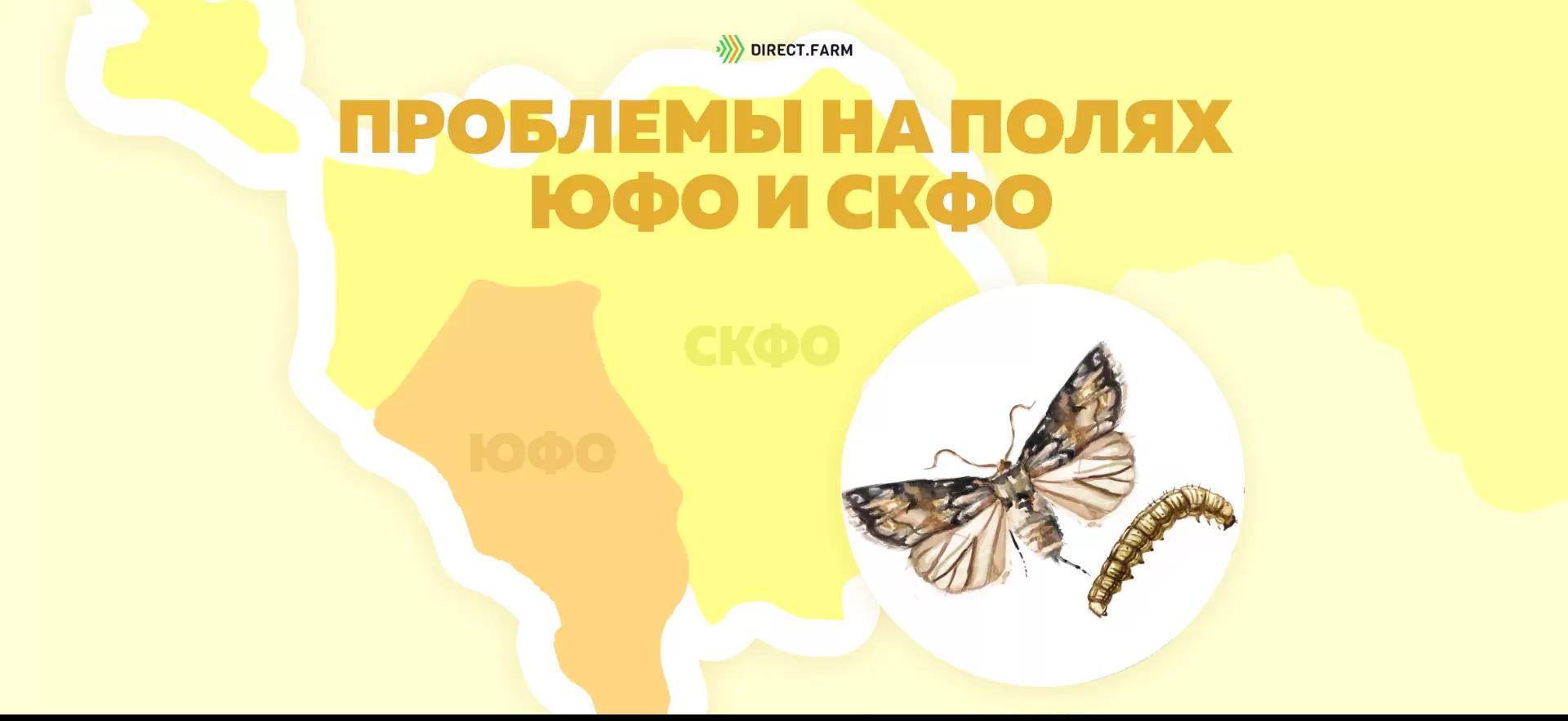 Угроза: Озимая совка