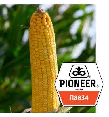 П 8834 - гибрид кукурузы Пионер