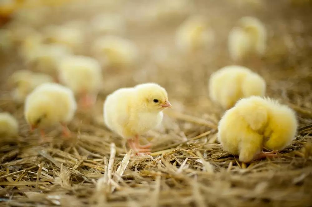 Кормление цыплят-бройлеров в первые дни жизни