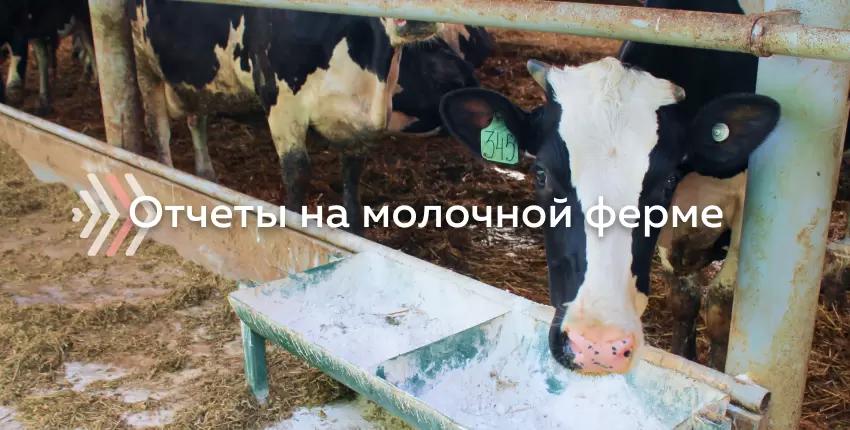 Управление молочной фермой с помощью отчетов