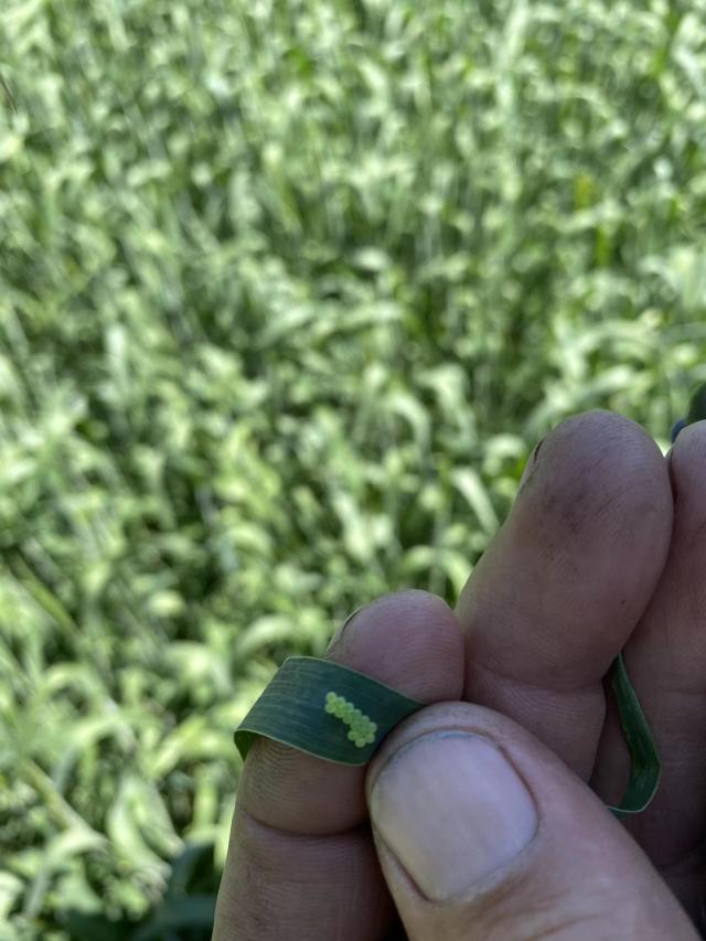 Агромониторинг