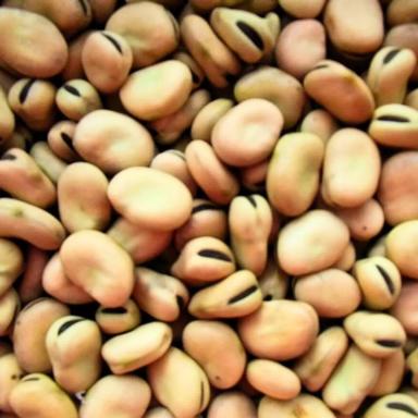 Бобы кормовые Капри ГСА, раннеспелый сорт (ЭС)