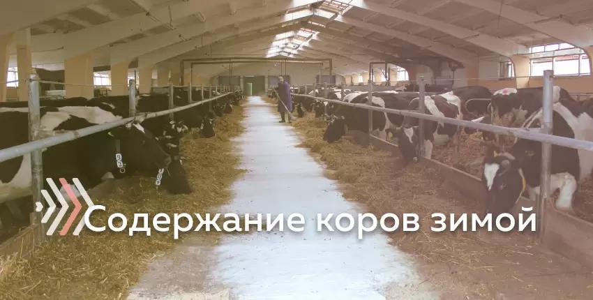 Особенности содержания коров в холодное время года