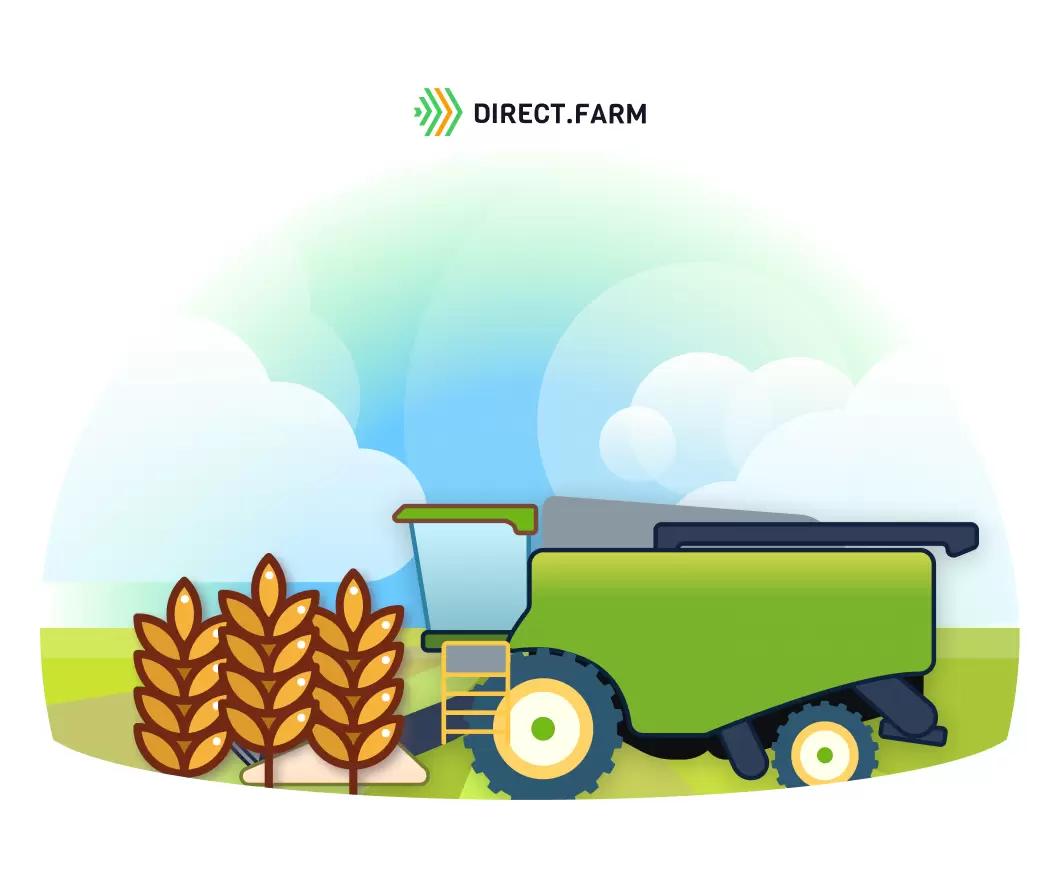 Какие потери при поздней уборке?