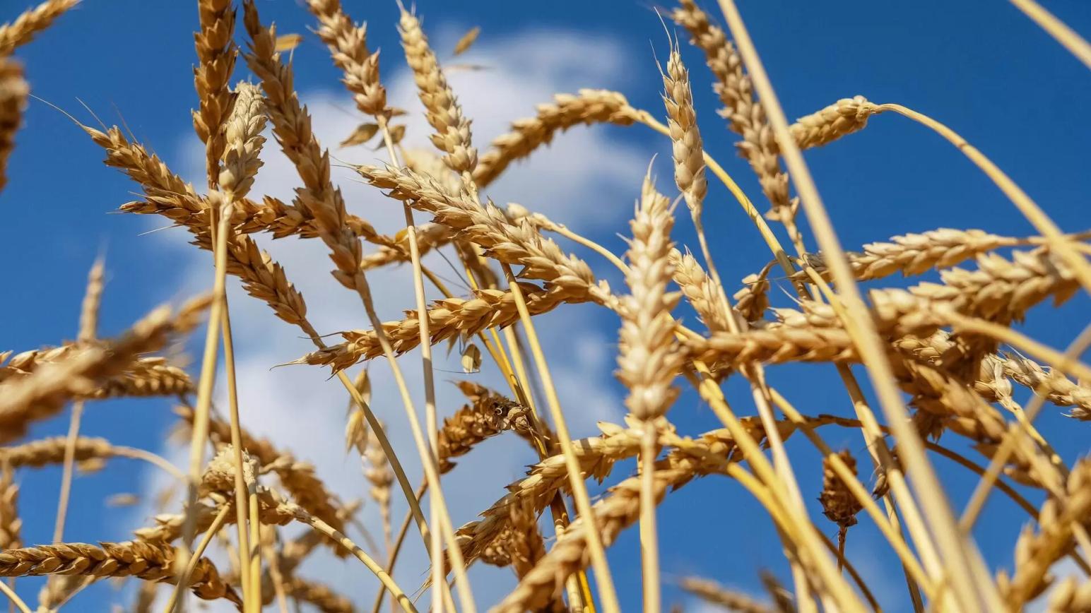 Пошлина на экспорт пшеницы из РФ с 14 сентября снизится до 2,7 тыс. руб за тонну