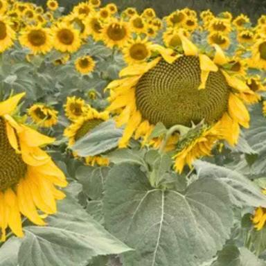 Семена подсолнечника СИДЭКС ОР, среднеранний гибрид (F1)