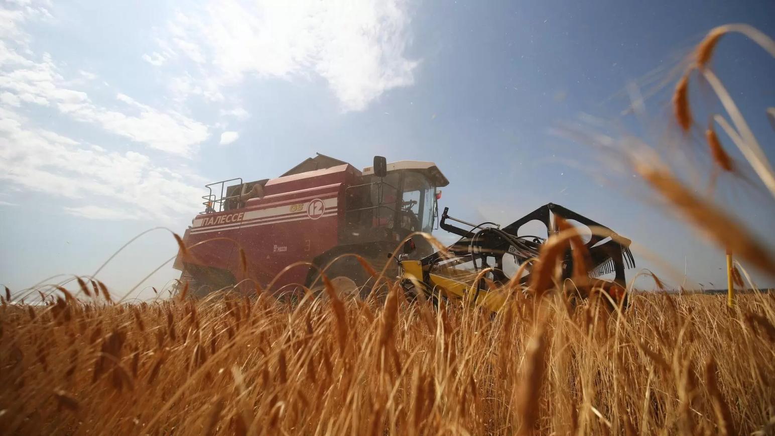 Российское зерно в 2022 году покупали 126 стран